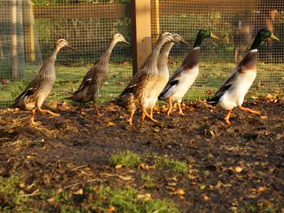 Unsere Tiere auf dem Hof