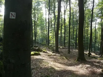 Ferienwohnung für 4 Personen (42 m²) in Brombachtal 5/10