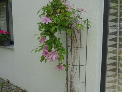 clematis