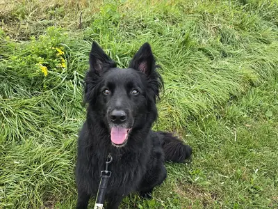 Hund der Gastgeber