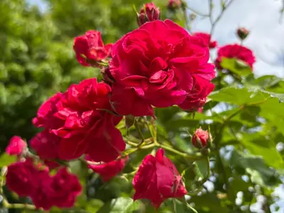 Rosenstrauch im Garten der Gastgeber