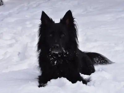 Hund der Gastgeber im Schnee