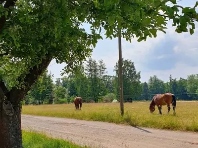Ferienwohnung für 5 Personen (65 m²) in Burg (Spreewald) 8/9