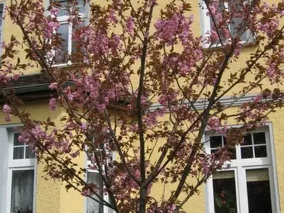 Ferienwohnung für 4 Personen (32 m²) in Burg Stargard 5/10