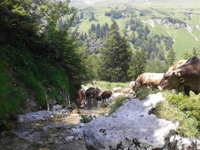 Am Bärgundlesbach