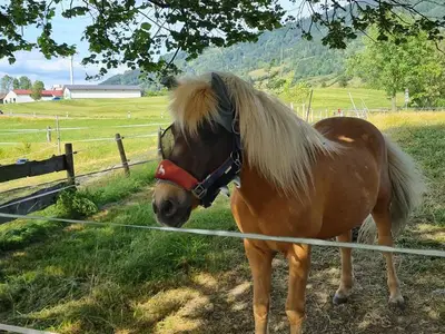 Ferienwohnung für 4 Personen (51 m²) in Burgberg im Allgäu 4/10