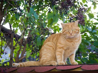 Ferienwohnung für 4 Personen (65 m²) in Burggen 9/10