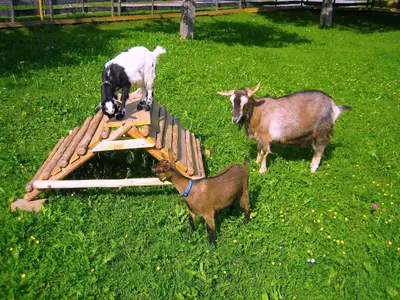 Ferienwohnung für 4 Personen (65 m²) in Burggen 10/10