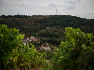 Blick auf die Burg von den Weinbergen