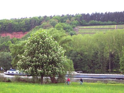 Radweg am Main