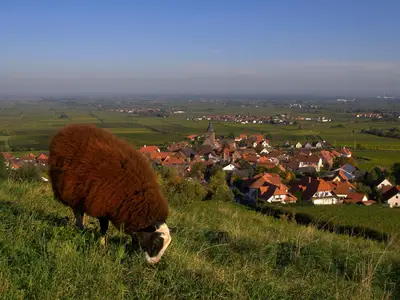 Burrweiler mit Schaf