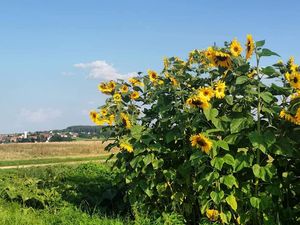 22097741-Ferienwohnung-5-Burtenbach-300x225-4