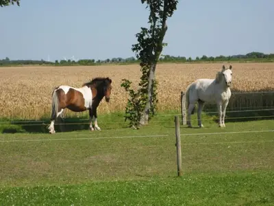 Ferienwohnung für 5 Personen (52 m²) in Büsum 4/10