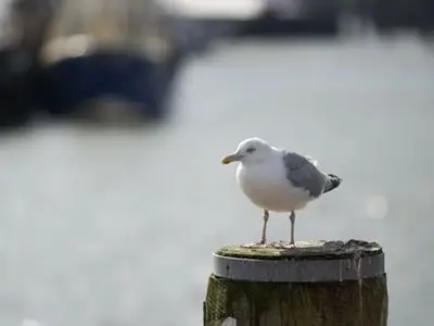 Ferienwohnung für 3 Personen (40 m²) in Büsum 6/10