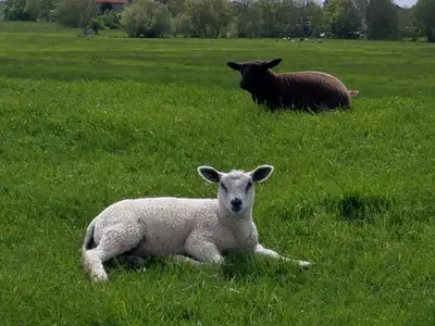 Ferienwohnung für 3 Personen (36 m²) in Butjadingen-Burhave 10/10