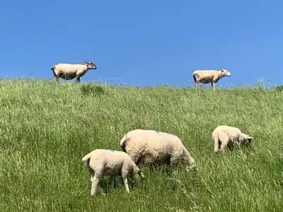 Fleißige Helfer am Deich bei der Arbeit
