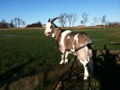 Ferienwohnung für 4 Personen (90 m²) in Butjadingen-Sillens 2/10