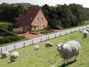 Ferienwohnung für 3 Personen (50 m²) in Butjadingen-Sillens