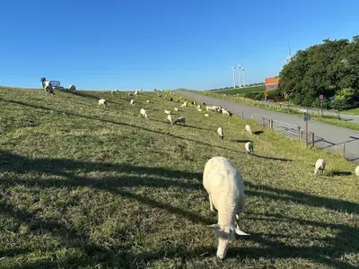 Ferienwohnung für 3 Personen (25 m²) in Butjadingen-Tossens 9/10