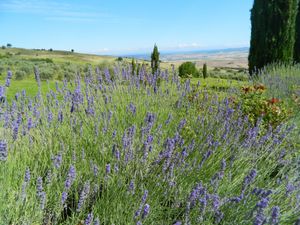 22453115-Ferienwohnung-4-Campiglia D'Orcia-300x225-5