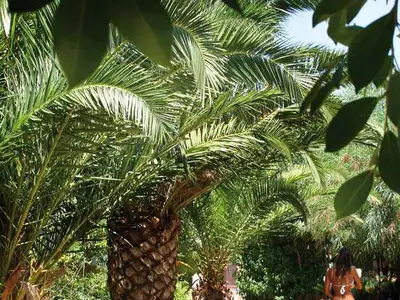 Ferienwohnung für 4 Personen (30 m²) in Capo Vaticano 6/10