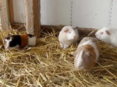Ferienwohnung für 5 Personen (90 m²) in Carolinensiel 9/10
