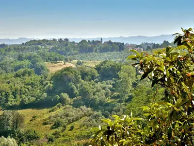 ViewSummer