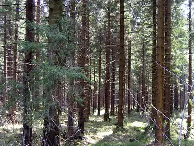 Im Sommer - Fichtenwald