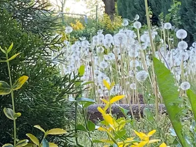 Garten Natur pur