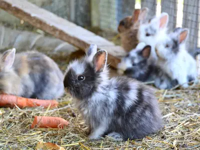 Ferienwohnung für 2 Personen (20 m²) in Colmberg 10/10
