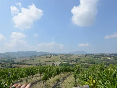 ViewSummer