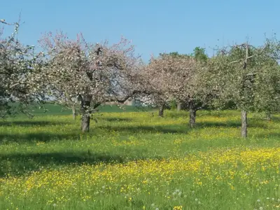 Streuobstwiese