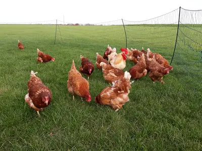 Ferienwohnung für 5 Personen in Creglingen 9/10
