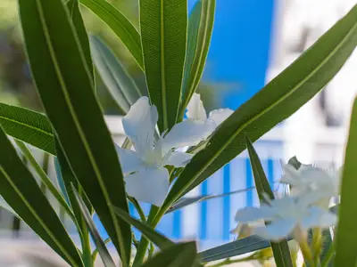 Ferienwohnung für 7 Personen (80 m²) in Crikvenica 9/10