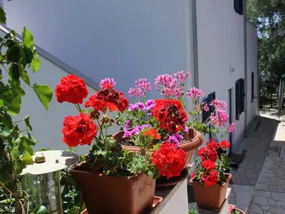 Ferienwohnung für 4 Personen in Ćunski 6/10