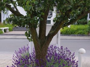 Birnenbaum mit Lavendel