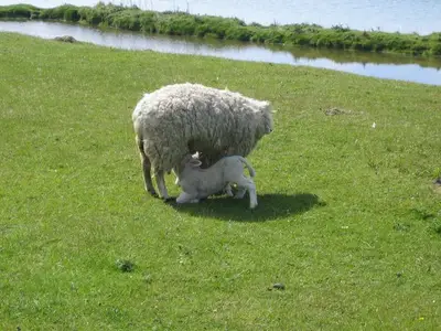 Ferienwohnung für 4 Personen in Dagebüll 5/10
