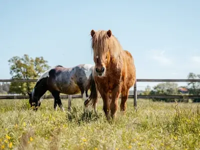 Ferienwohnung für 2 Personen (35 m²) in Dahlenburg 9/10