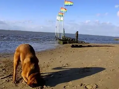 Ferienwohnung für 3 Personen (53 m²) in Dangast 7/10