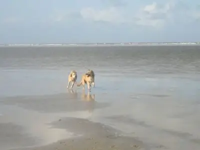 Ferienwohnung für 3 Personen (40 m²) in Dangast 8/10