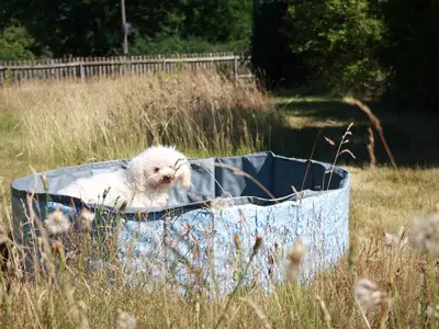 Landhaus Buck - Hundepool im Garten