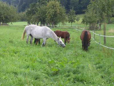 Ferienwohnung für 6 Personen (62 m²) in Deggenhausertal 8/10