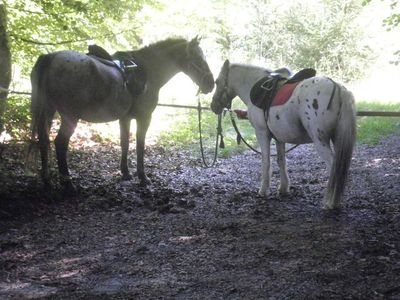 Ferienwohnung für 6 Personen (62 m²) in Deggenhausertal 10/10