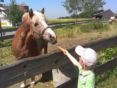 Tierische Begegnung