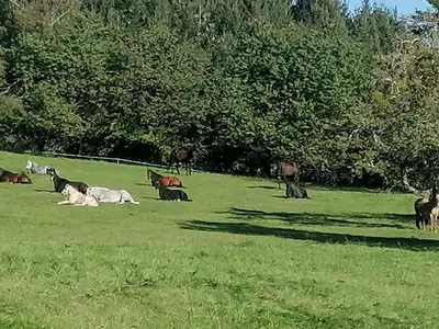 Ferienwohnung für 6 Personen (62 m²) in Deggenhausertal 7/10
