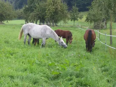 Ferienwohnung für 6 Personen (62 m²) in Deggenhausertal 8/10