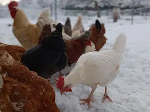 Ferienwohnung für 6 Personen (62 m²) in Deggenhausertal