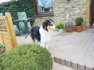 Terrasse und Flora der Hund