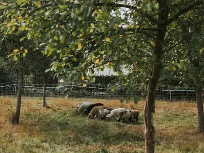 Ferienwohnung für 4 Personen (75 m²) in Dennheritz 6/10