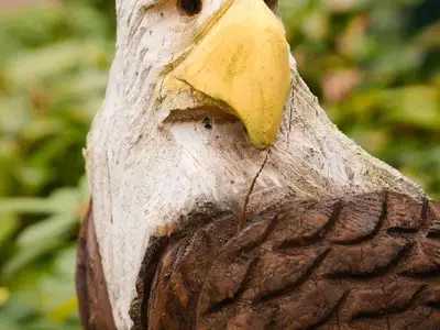 Weißkopfseeadler